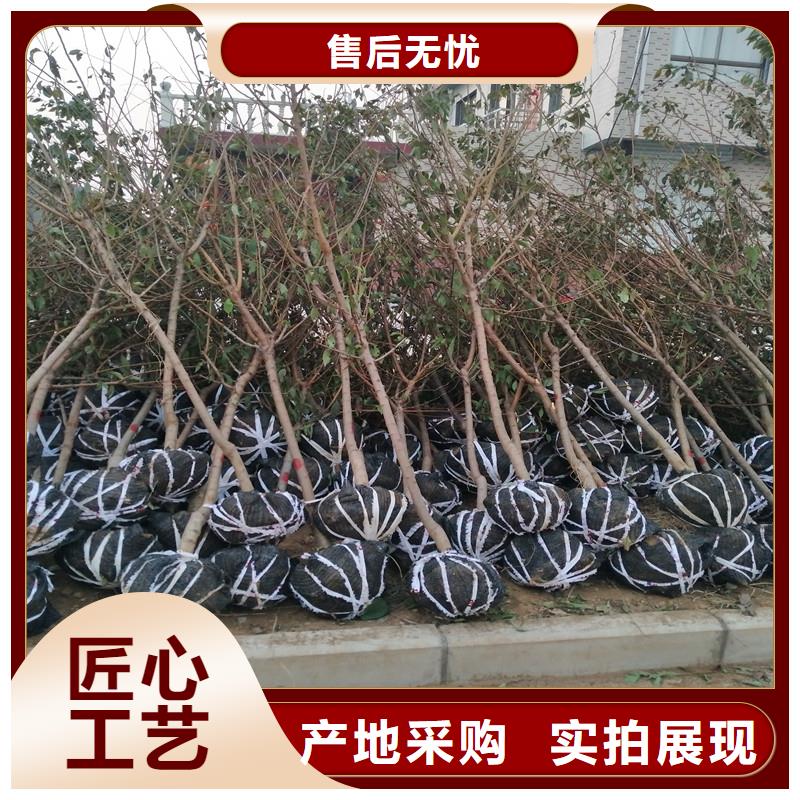 杏,櫻桃苗免費寄樣