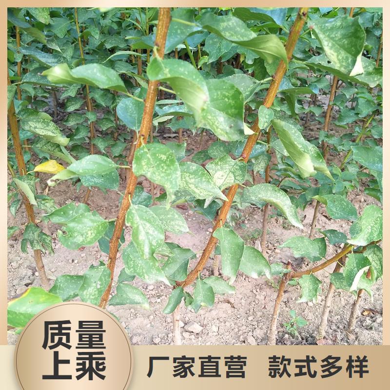 杏無花果苗品質無所畏懼