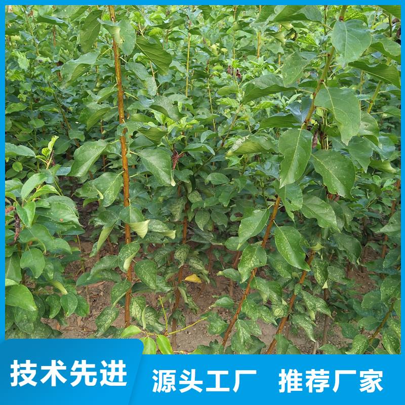 杏櫻桃苗按需定做