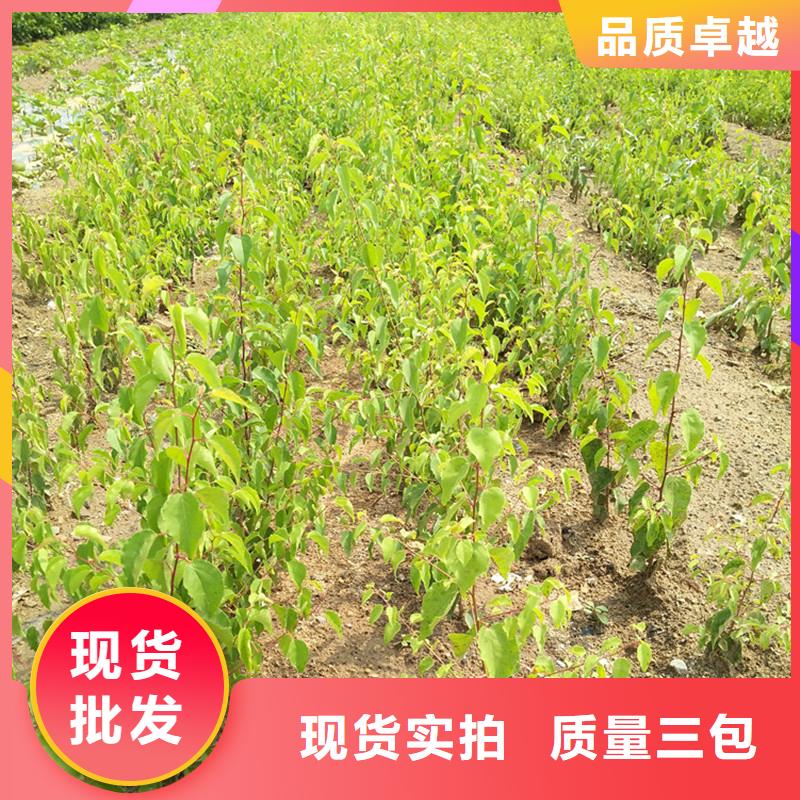 杏【3公分軟籽石榴苗】產地工廠