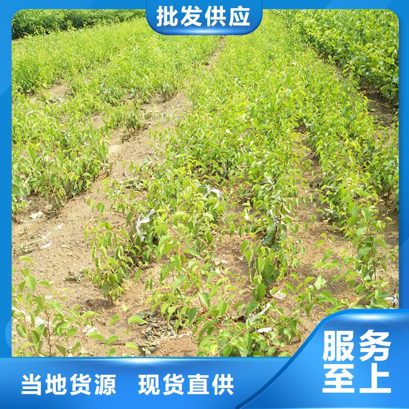 杏_蘋果苗廠家工藝先進