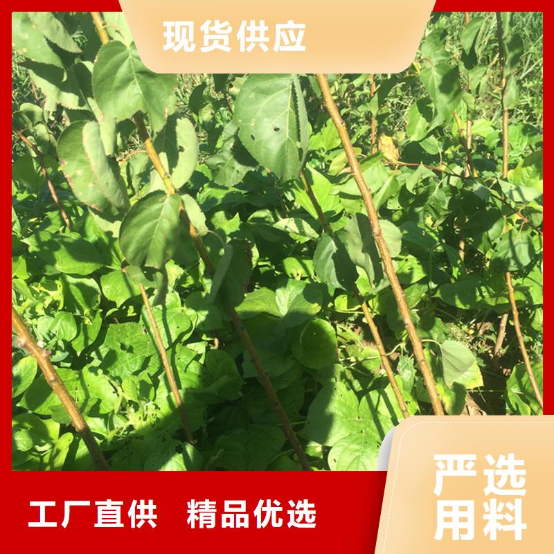 杏,櫻桃苗免費寄樣