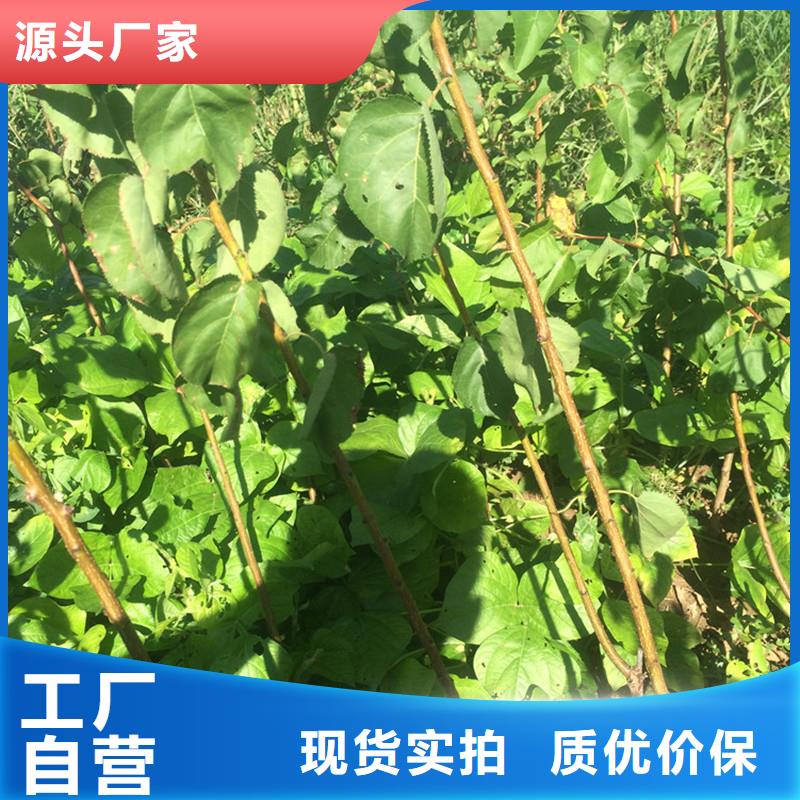 【杏【藍莓苗】常年供應】