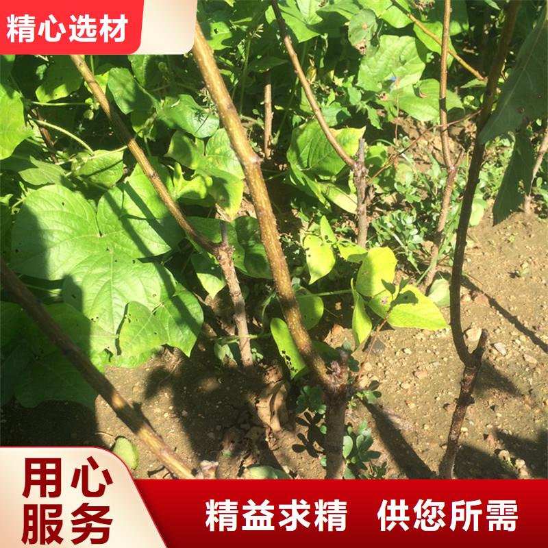 杏樱桃苗采购无忧