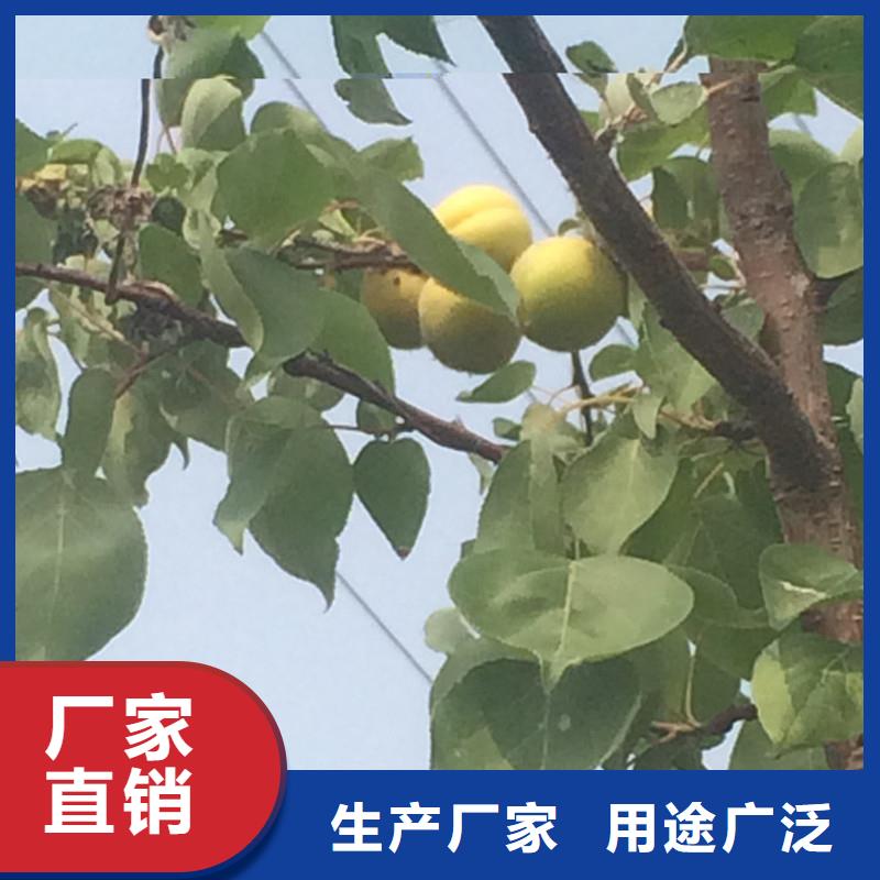 杏無花果苗品質無所畏懼