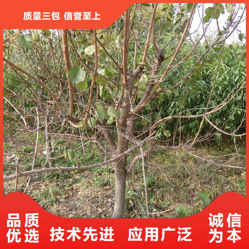 【杏櫻桃苗好廠家有擔當】