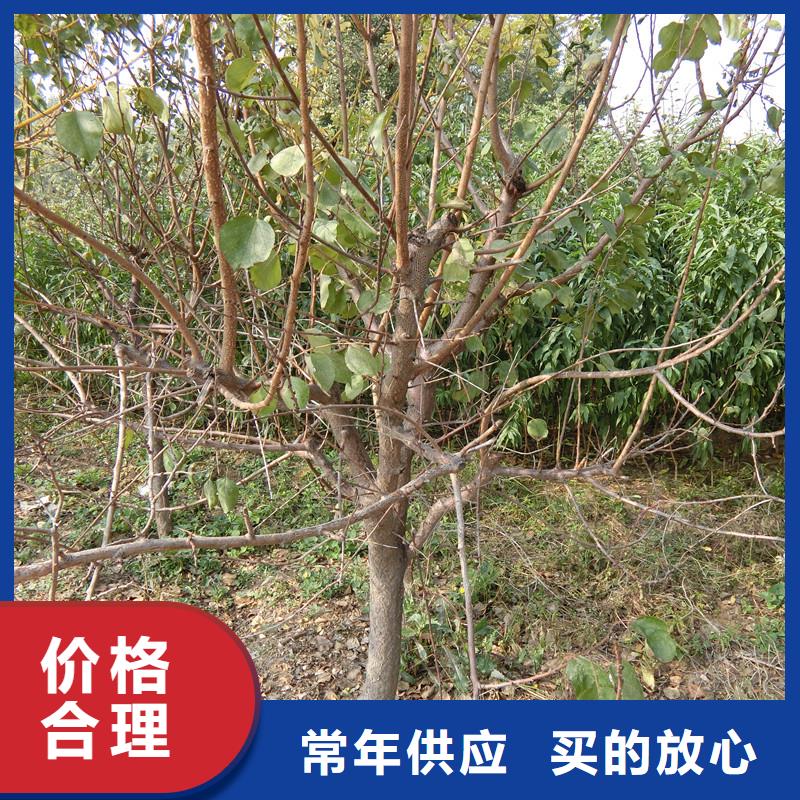 杏_石榴苗您身邊的廠家