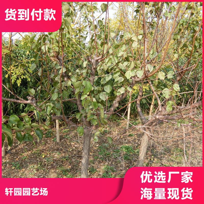 杏櫻桃苗按需定做