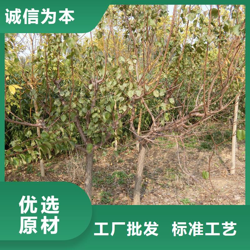 杏西瓜苗快捷的物流配送