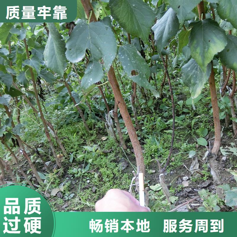 杏西瓜苗快捷的物流配送