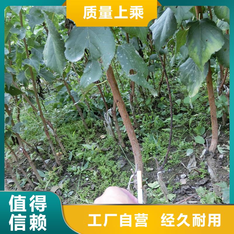 杏西瓜苗快捷的物流配送