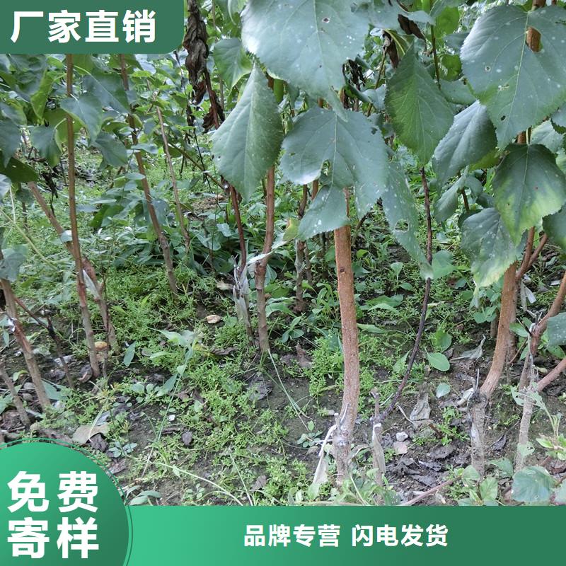 【杏【藍莓苗】常年供應】
