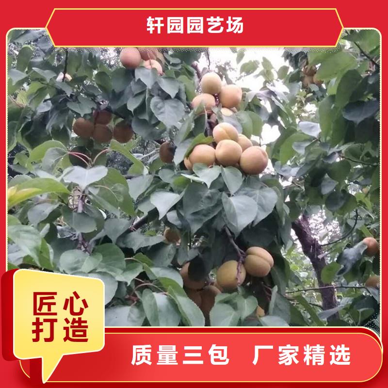 杏櫻桃苗貨真價實