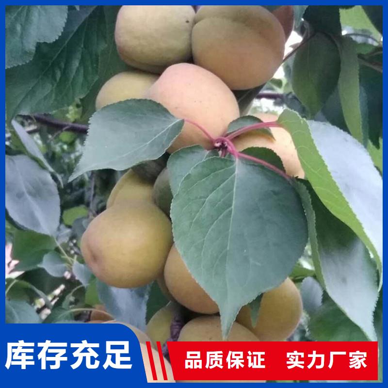 杏蘋果苗實力優品