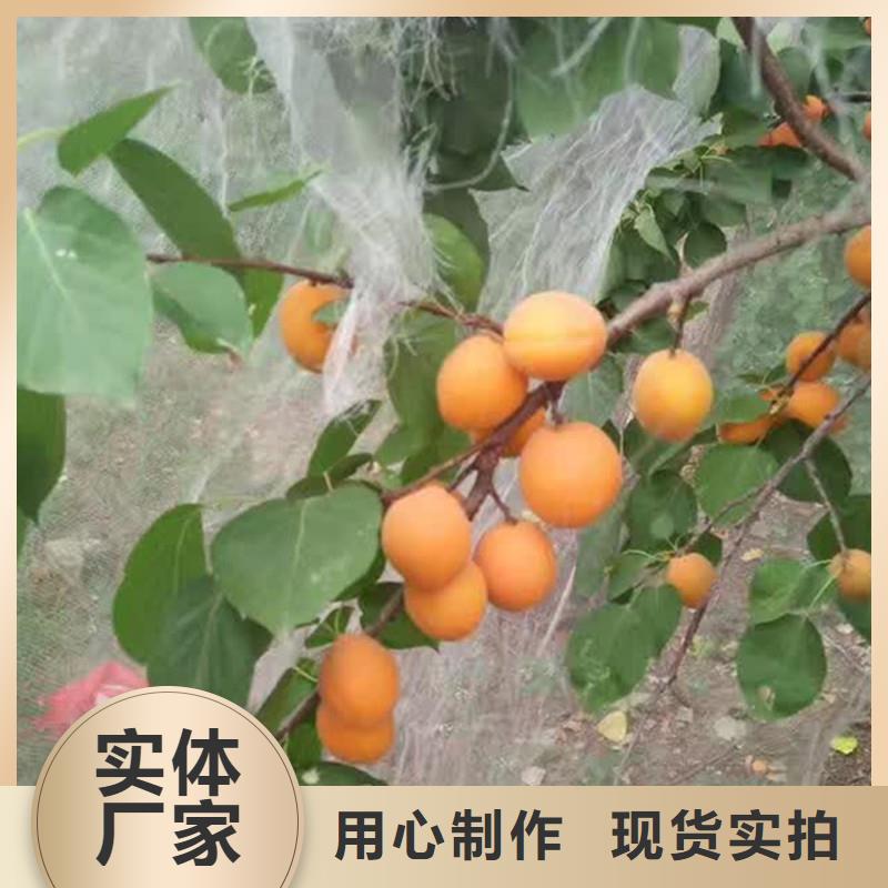 杏無花果苗品質無所畏懼