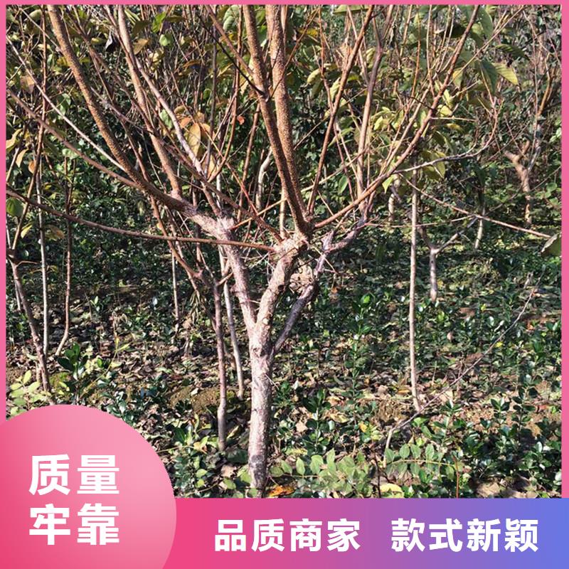 杏櫻桃苗貨真價實