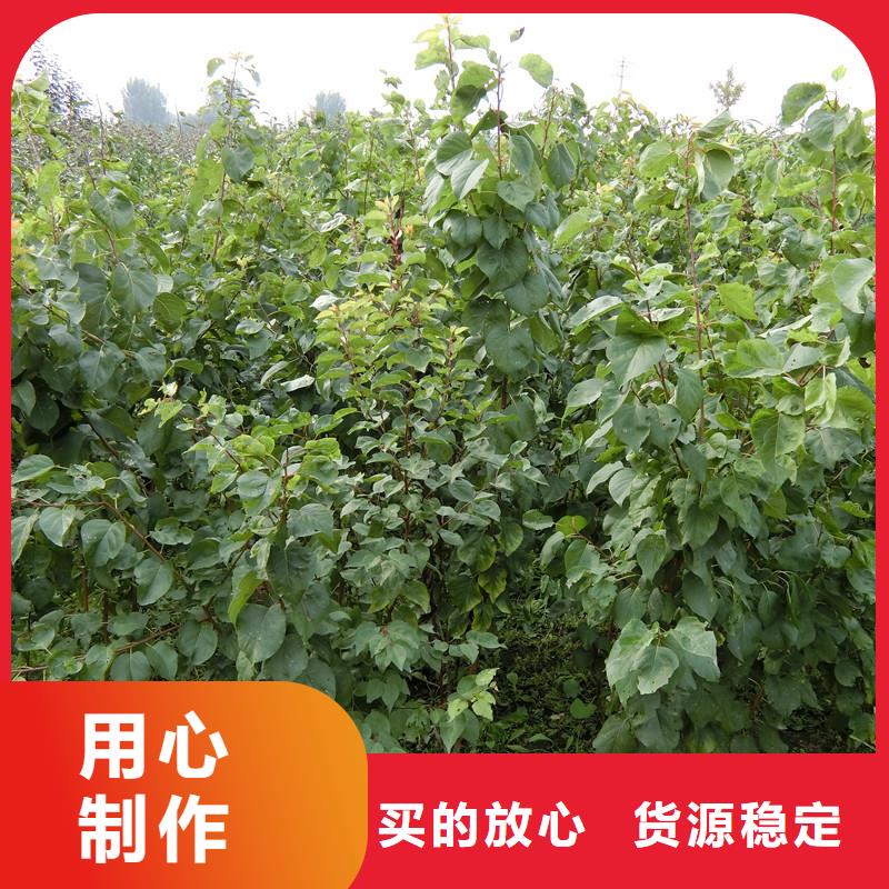 杏_石榴苗您身邊的廠家