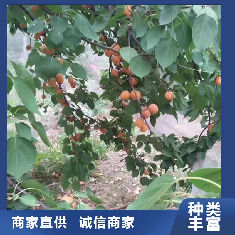 杏蘋果苗實力優品