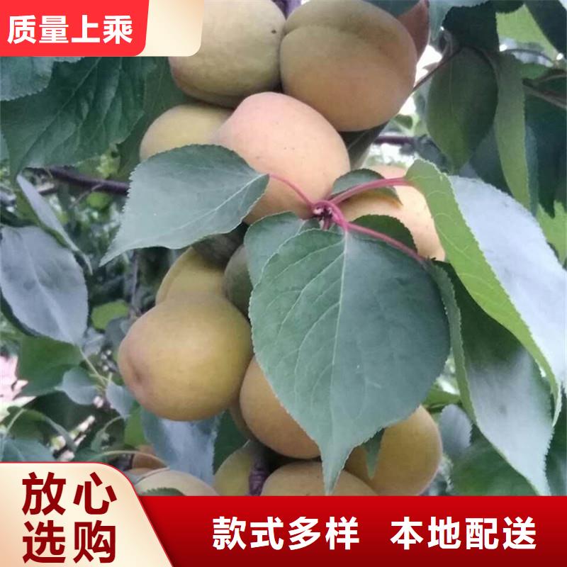 迪庆|昆明|德宏|大理轩园【 杏 草莓苗自营品质有保障】