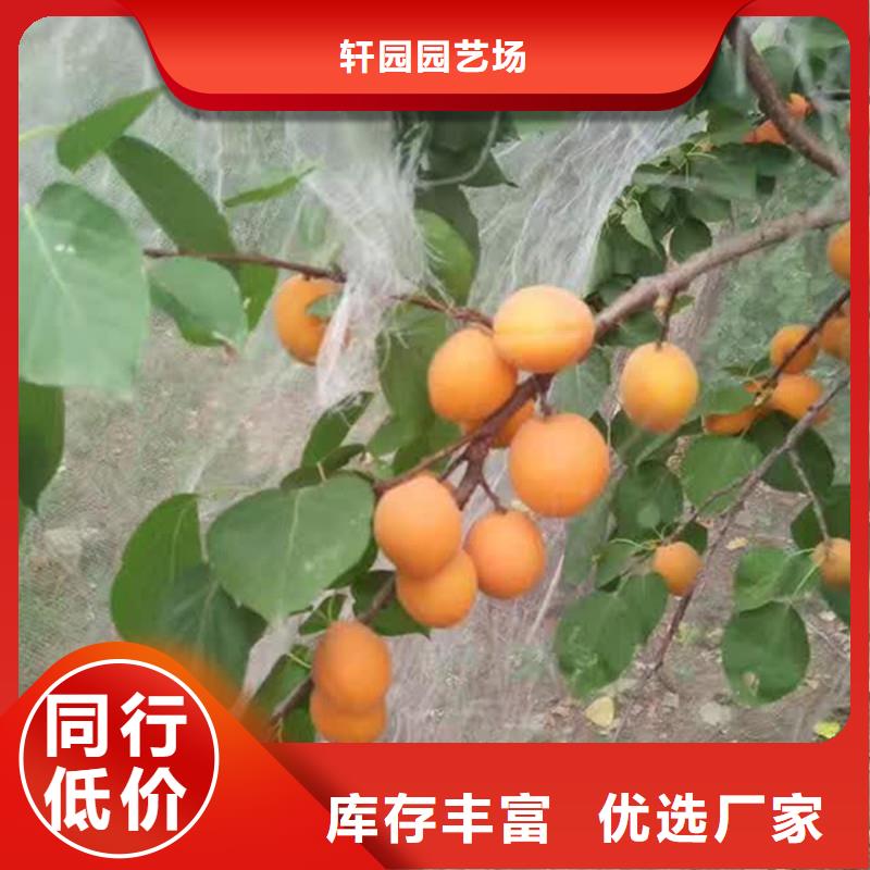 杏西瓜苗快捷的物流配送