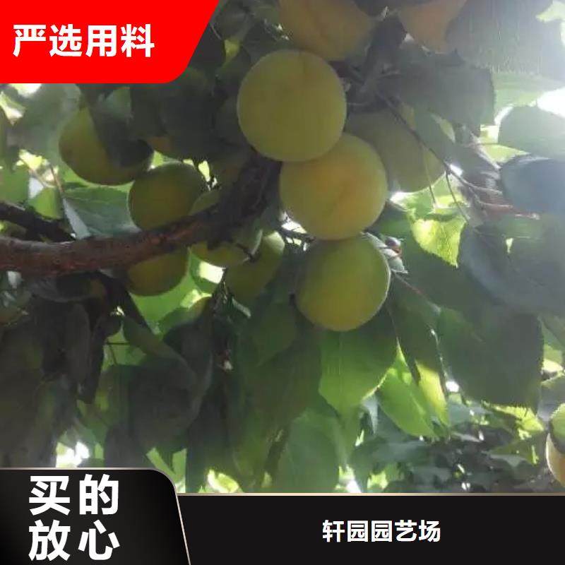 杏_蘋果苗廠家工藝先進