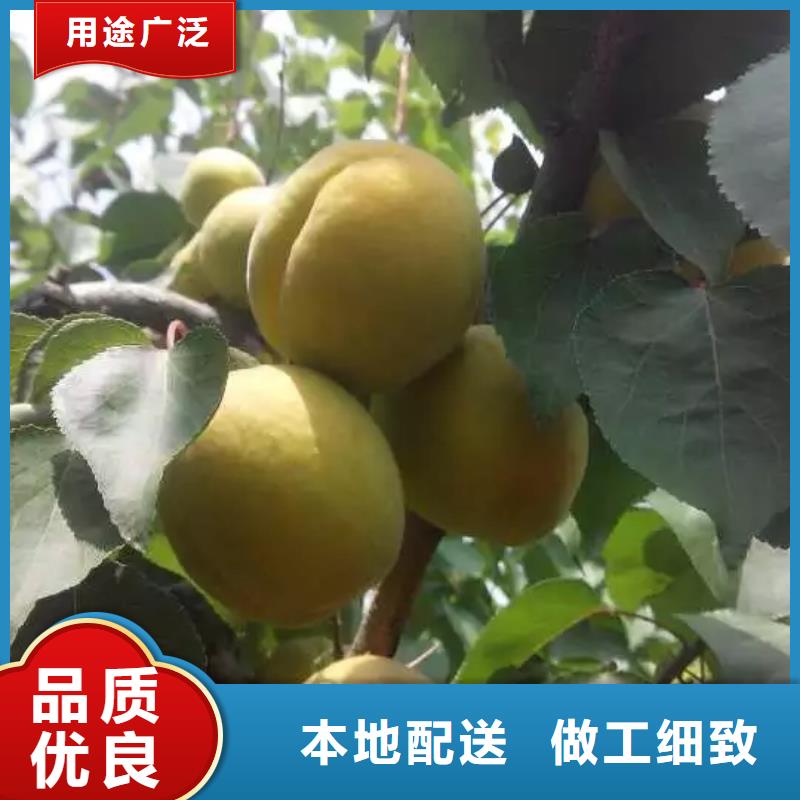 杏【3公分軟籽石榴苗】產地工廠