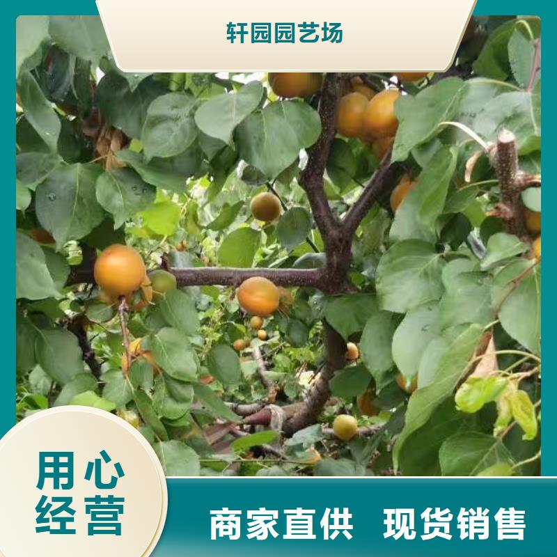杏西瓜苗快捷的物流配送