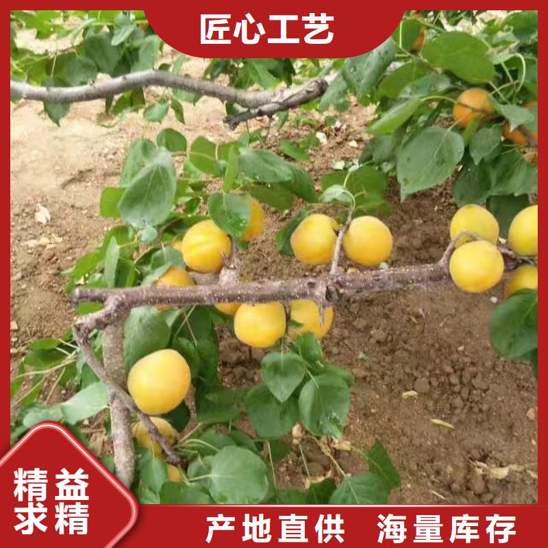 杏,板栗苗支持批發(fā)零售