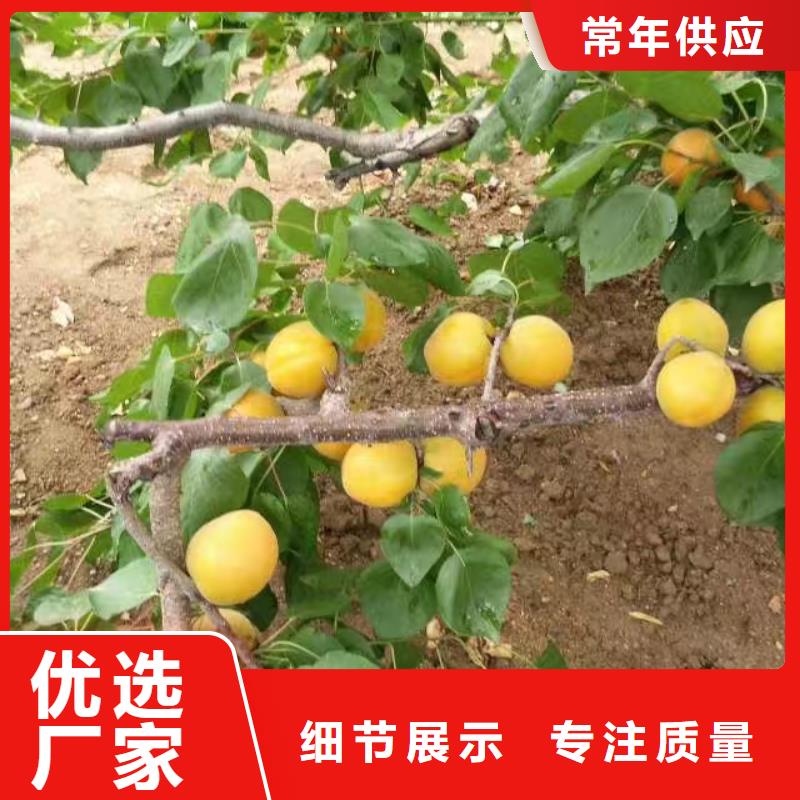 【杏【藍莓苗】常年供應】