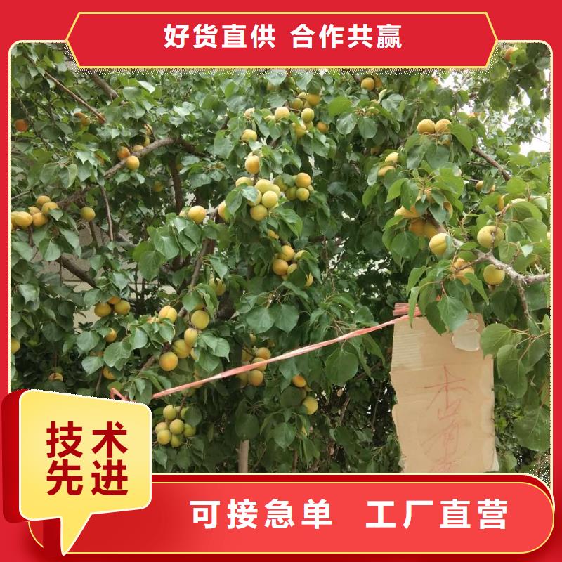 杏,板栗苗支持批發(fā)零售