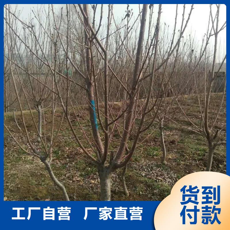 【杏【藍莓苗】常年供應】