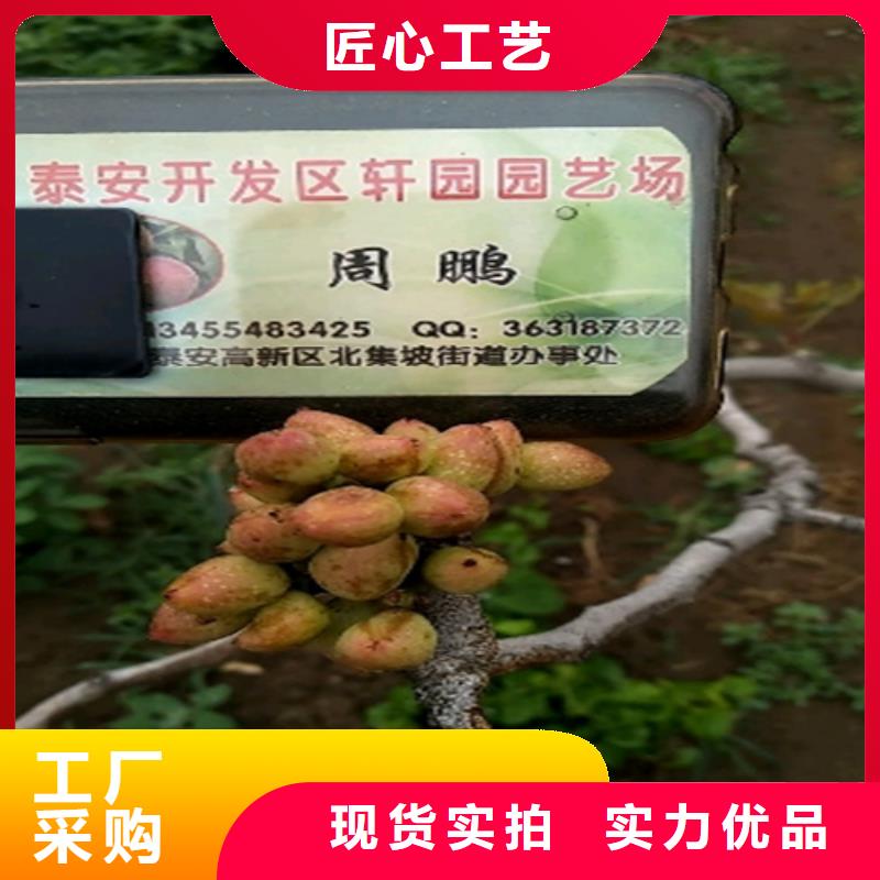 開心果,草莓苗專業(yè)設計