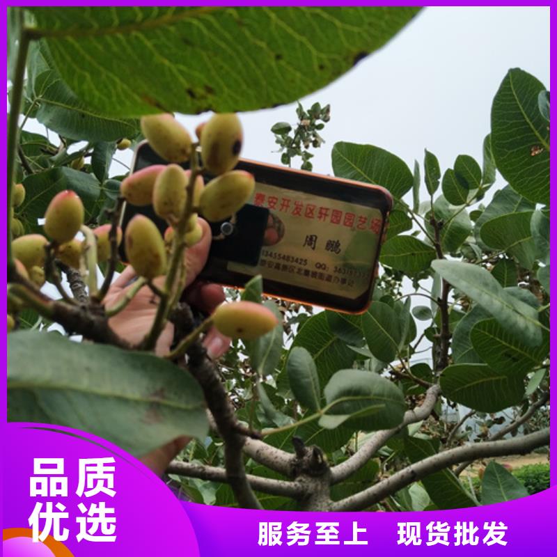 開心果,草莓苗專業(yè)設計