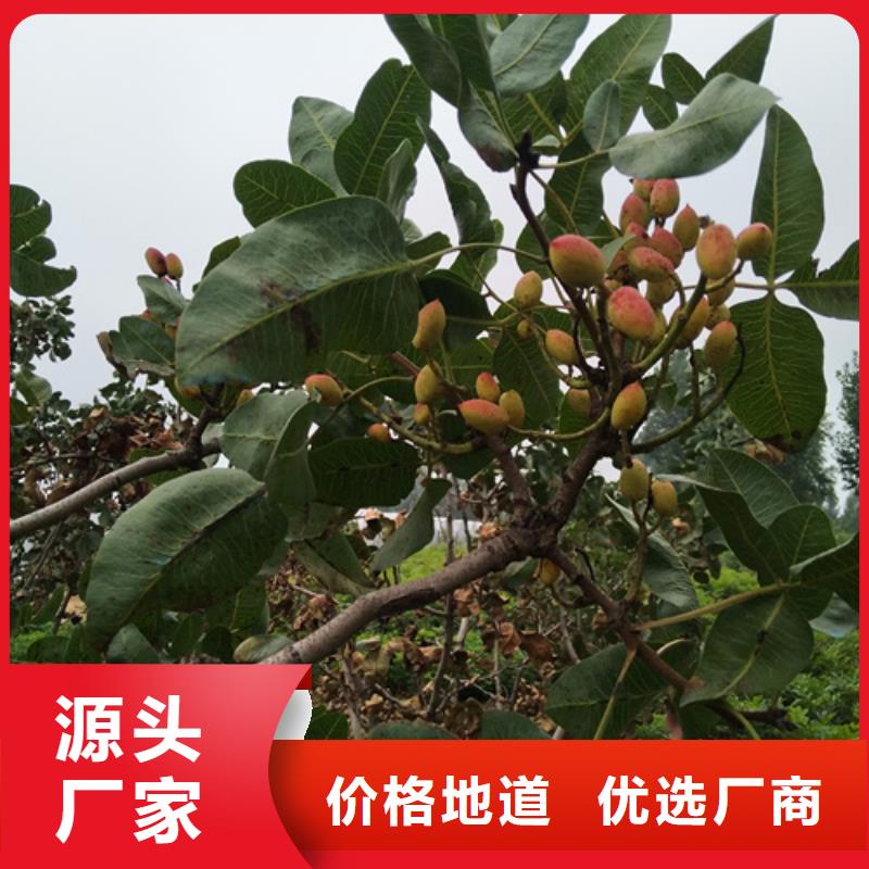 【開心果】蘋果苗訂購