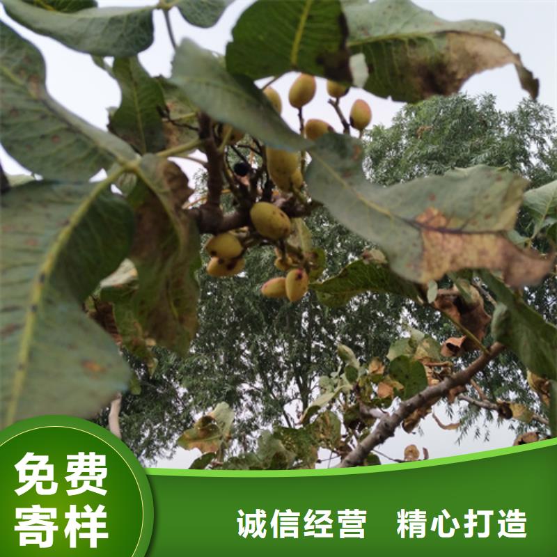 開心果蘋果苗廠家定制