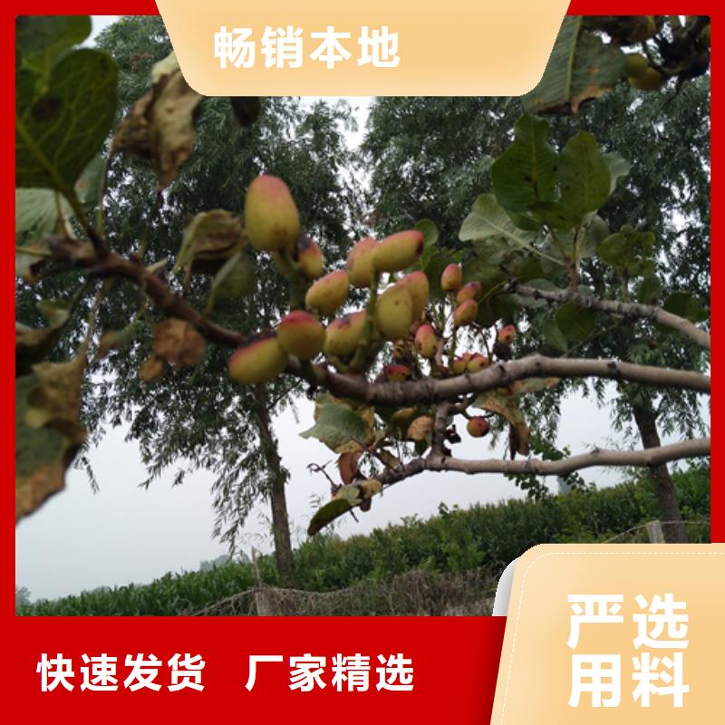 【開(kāi)心果,蘋(píng)果苗用品質(zhì)說(shuō)話】