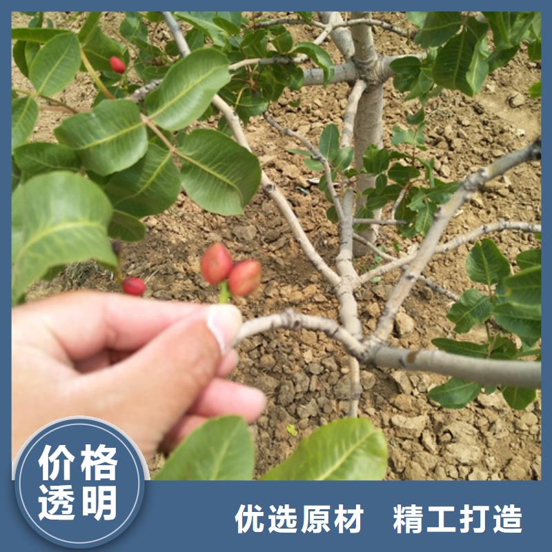 開心果石榴樹支持定制批發(fā)