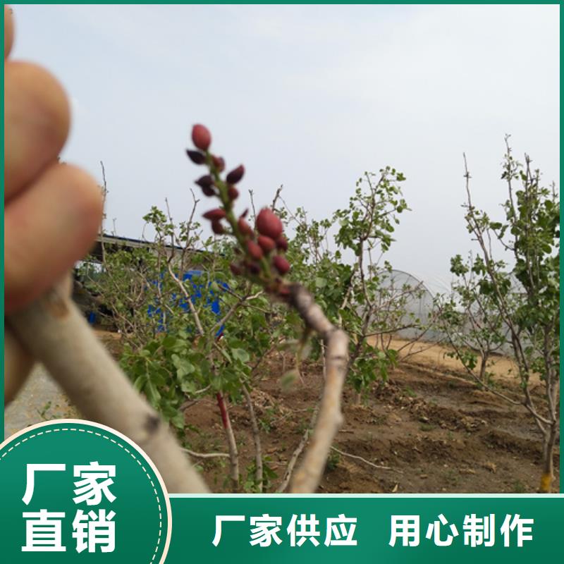 开心果_苹果苗海量现货