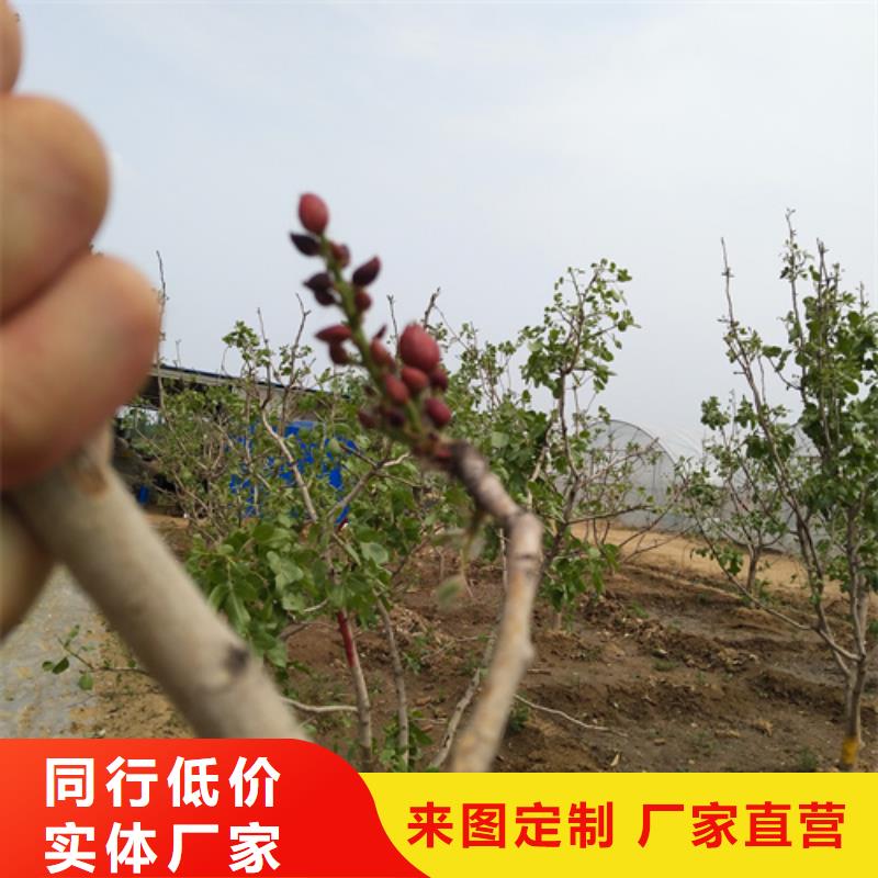 【開(kāi)心果,蘋(píng)果苗用品質(zhì)說(shuō)話】