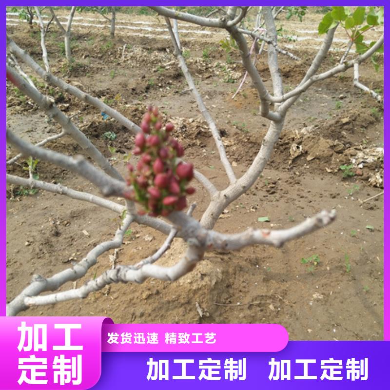 【開(kāi)心果,蘋(píng)果苗用品質(zhì)說(shuō)話】