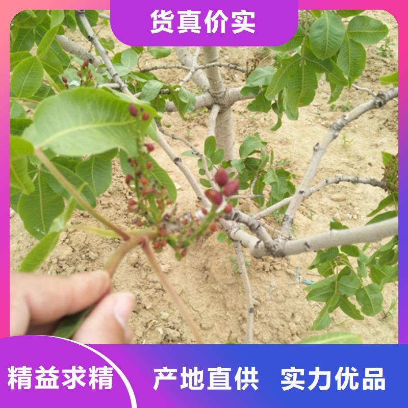 開心果【獼猴桃苗】標(biāo)準(zhǔn)工藝