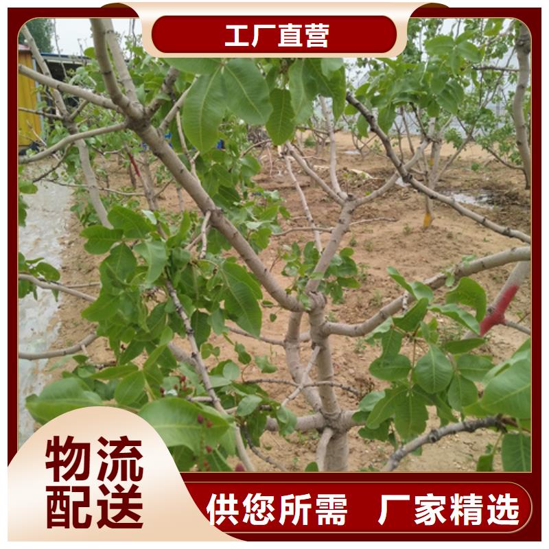 開心果-【石榴苗】用途廣泛