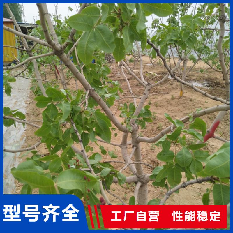 開心果石榴樹支持定制批發(fā)