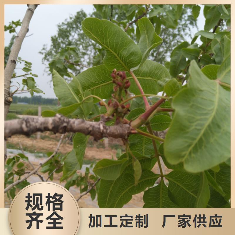 開心果花椒苗好貨直銷