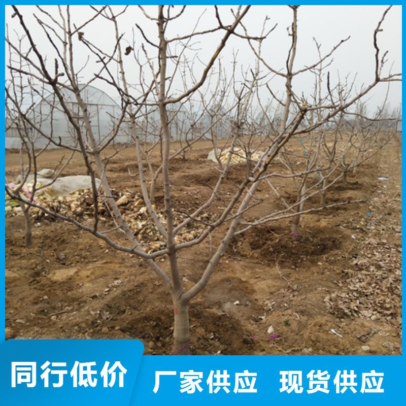 開心果蘋果苗一手貨源源頭廠家