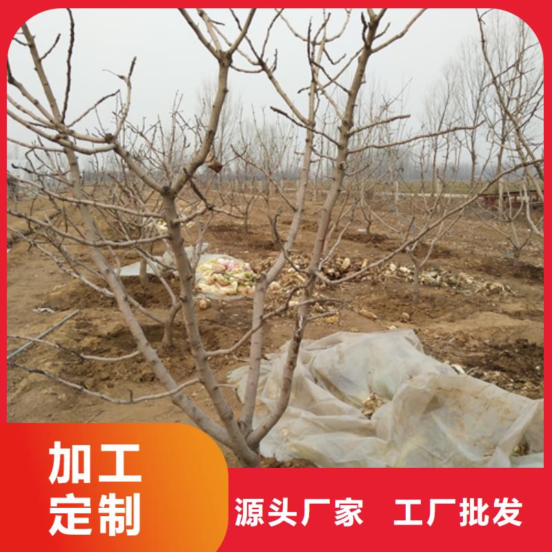 开心果-【石榴苗】用途广泛