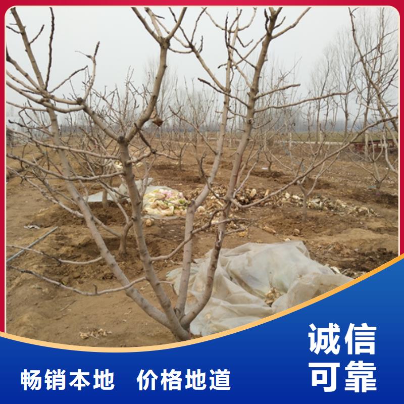 開心果-【石榴苗】用途廣泛