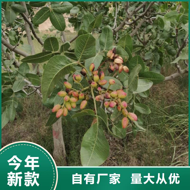 開心果【獼猴桃苗】標(biāo)準(zhǔn)工藝