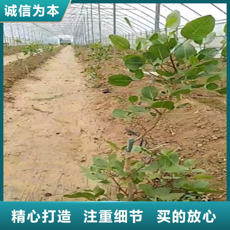 開心果【獼猴桃苗】標(biāo)準(zhǔn)工藝