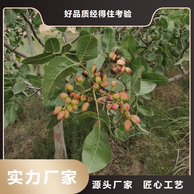 開心果【獼猴桃苗】標(biāo)準(zhǔn)工藝
